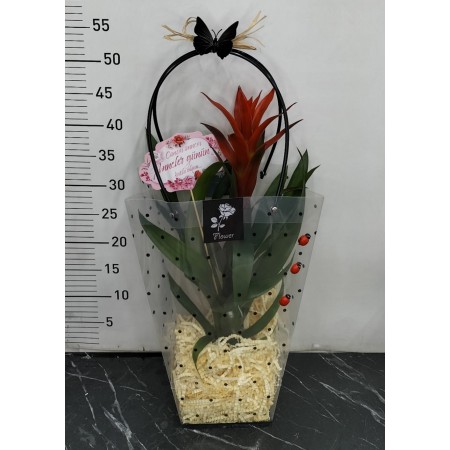 Çanta da Guzmania Çiçeği